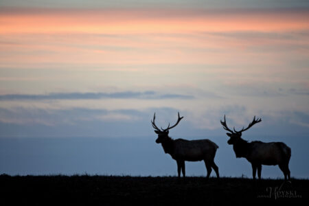 tule elk