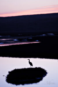 egret Drakes Estuary