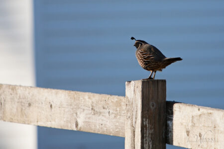 california quail