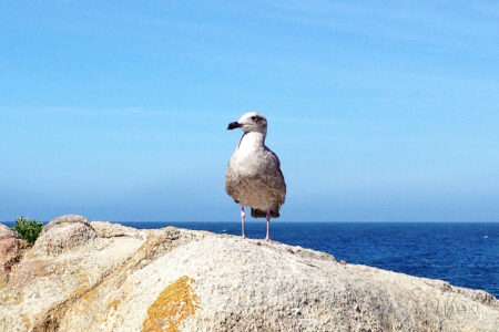 sea gull Monterey Bay