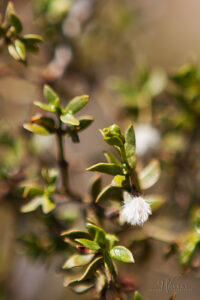 Creosote plant with seed pod