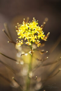 Tansy Mustard