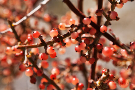 Desert Mistletoe