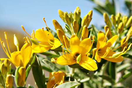 Bladderpod Bush