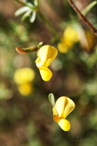 Desert Rock Pea
