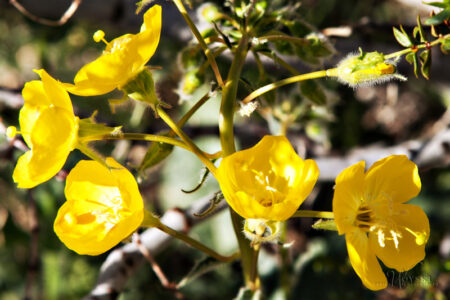 Yellow Cups