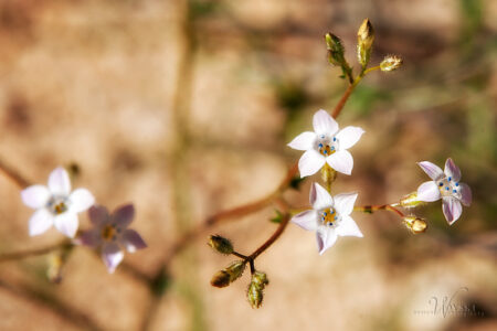 Western Gilia