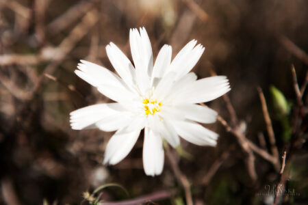 Desert Chicory