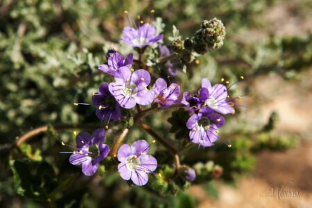 Phacelia Pedicellata