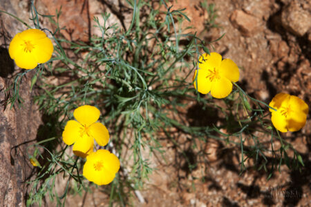 Pygmy Poppy