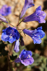 Canterbury Bells