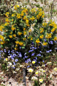 colorful wildflowerss