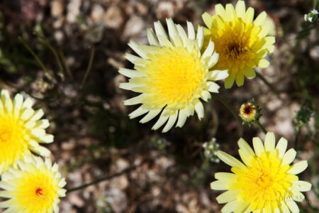 Desert Dandelion