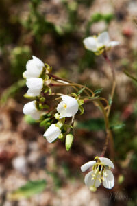 Primrose