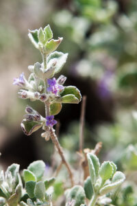 Desert Lavender