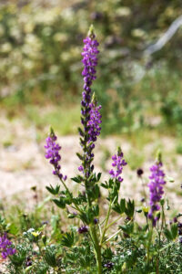 Lupine