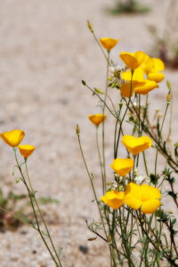 Parish's Poppy
