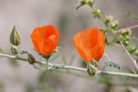 Apricot Mallow