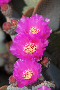 Beavertail Cactus