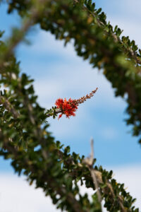 Ocotillo Blossom
