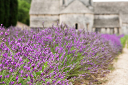 Lavender