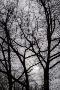 Okay, THIS is monochromatic! Leafless trees under a very cloudy sky and just a little bit of sun casting a strange glow - Rue de Javel