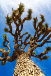 JANUARY - a quick visit home from Paris to visit family and friends and a side trip to Joshua Tree National Park