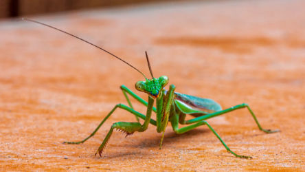 SEPTEMBER - march of the mantids! Every year, the mantids arrive at our windows during mating season.