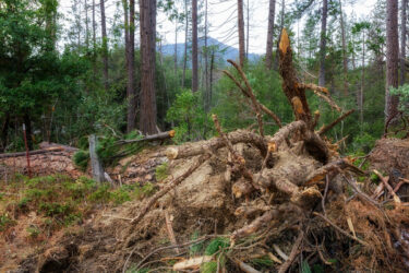 downed trees