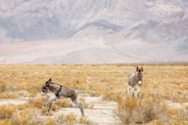 MAR - Death Valley, who could resist a prancing, baby, wild burro?! Another first - hadn't seen them before.