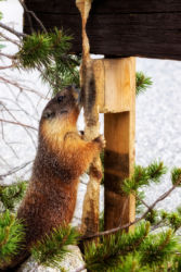 JUN - Camping at Tioga Lake, I kept hearing noises. This little guy made multiple meals out of this fence post.