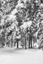 snowy winter scene